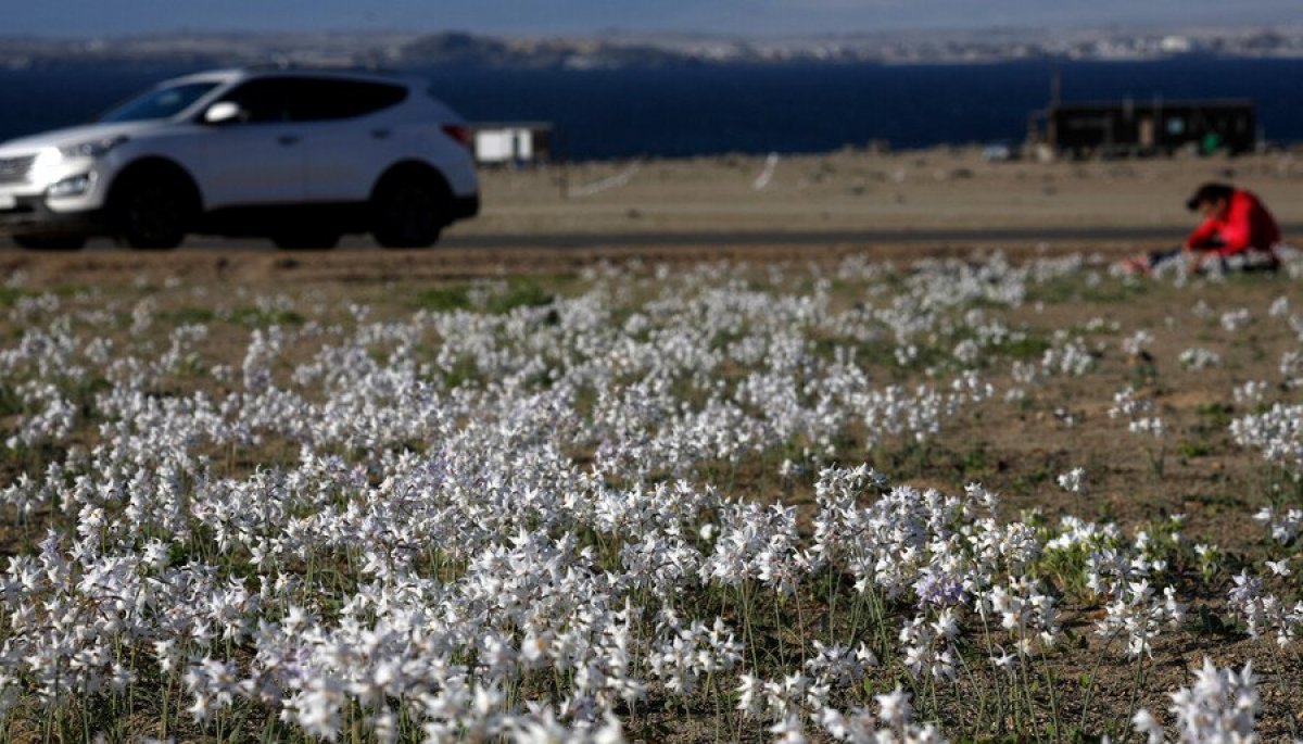 Hombre que atravesó el desierto florido en camioneta Fue un error