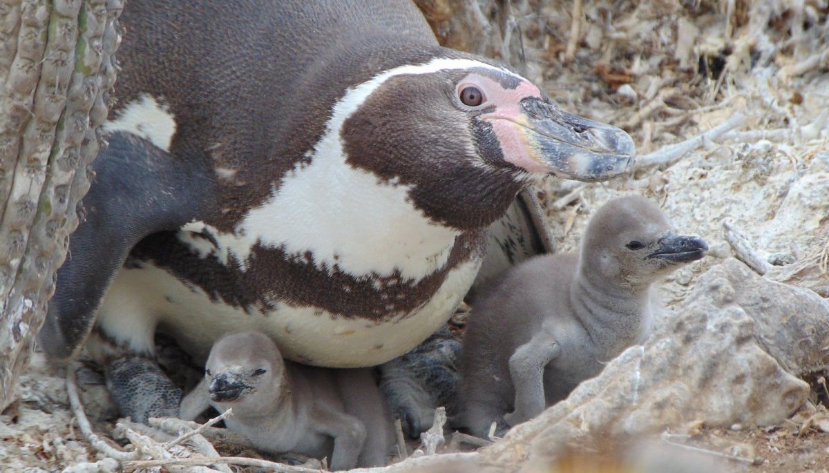 Medio ambiente Conaf en alerta para proteger al pingüino de Humboldt