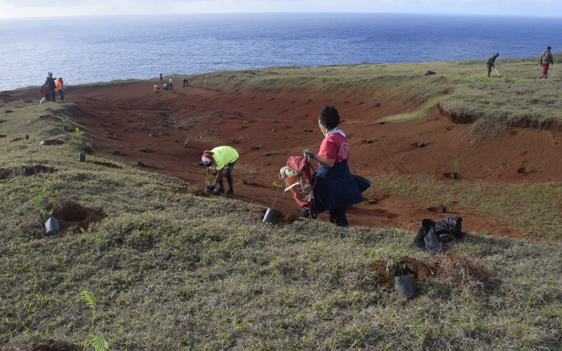 Plantan cuatro mil árboles en Rapa Nui para combatir el cambio climático |  Diario Usach